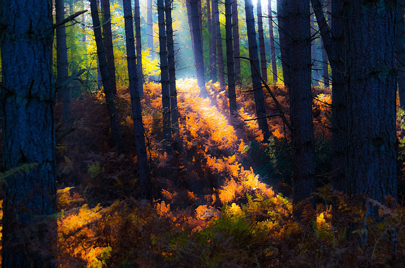 Woodland Sunbeams II - Woodland & Trees