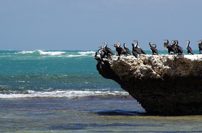 Pied Cormorants ~ Western Australia - Fauna
