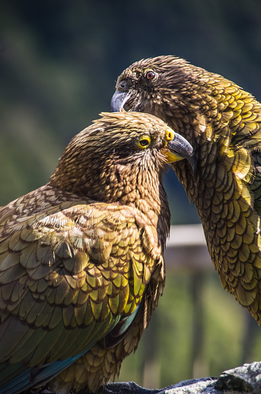 Keas - New Zealand ~ Sojourns