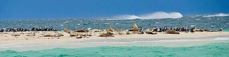 Sea Lions & Pied Cormorants II _ W. Australia - Isolation Portfolio - Up load of recent and past un published work!