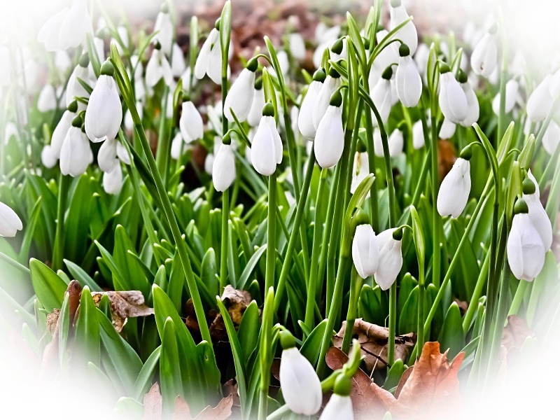 Snowdrops - Flora