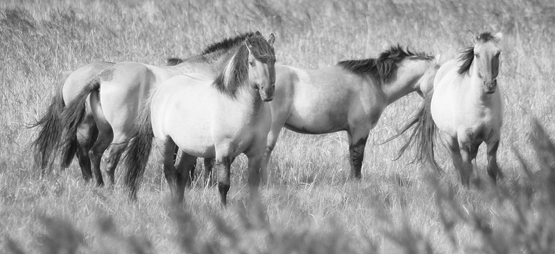 Konik Ponies, Suffolk B&W - Suffolk Sojourns