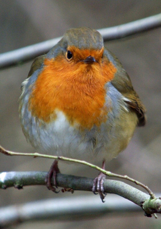 Very Tame Robin, Hanningfield - Robins