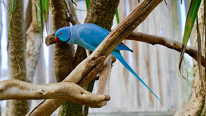 Blue Ring Necked Parakeet  (22) - Numbers of last photo cards remaining.