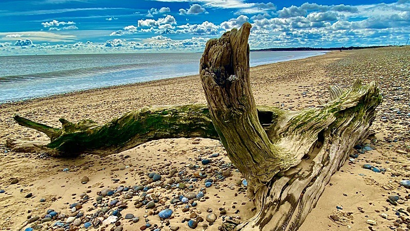 Driftwood ~ Suffolk Beach 1 - New additions for 2023
