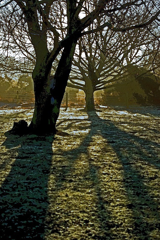 Early Morning Trees - Tiptree Heath - Essex
