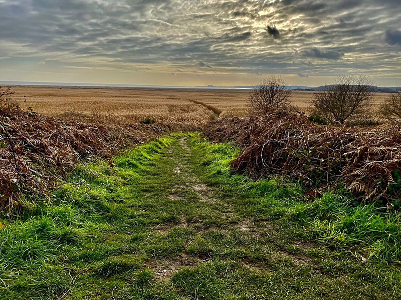 Westwood Marshes ~ Suffolk - New additions for 2023