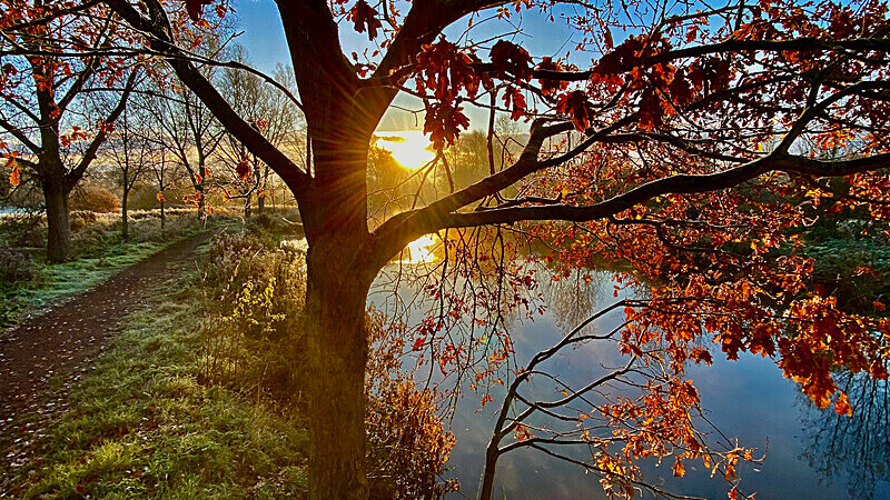 Sunrise through Trees - Isolation Portfolio - Up load of recent and past un published work!