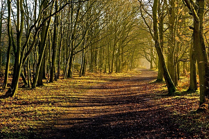 The Avenue Tiptree Heath (Out of Stock) - Numbers of last photo cards remaining.