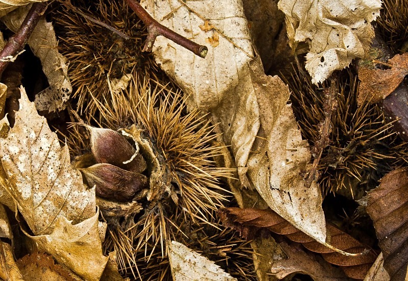 Autumn Forest Floor - Autumn