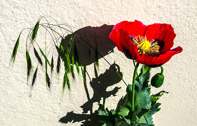 Poppies & Grasses II - Flora