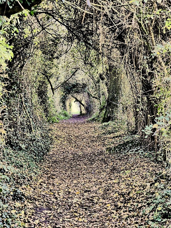 Hedge Tunnel ~ Maldon ~ Essex - Exhibition Gallery