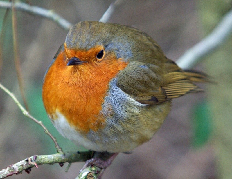 Very Tame Robin II , Hanningfield - Robins