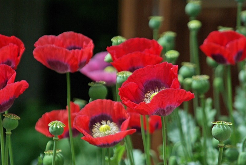Springfield Poppies - Flora