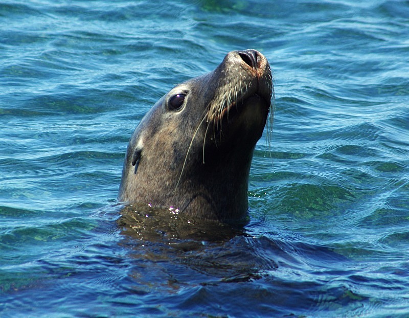 Australian Sealion