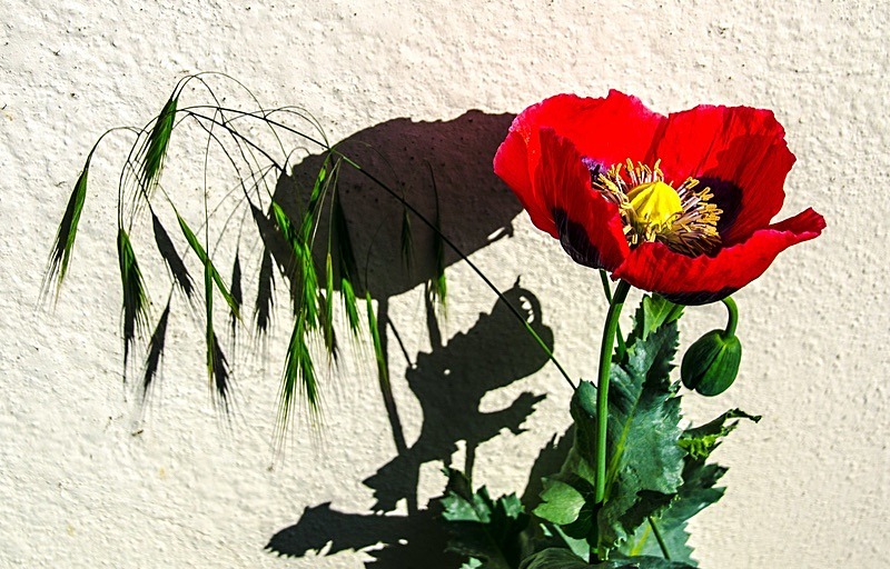 Poppy and Grasses (10) - Numbers of last photo cards remaining.