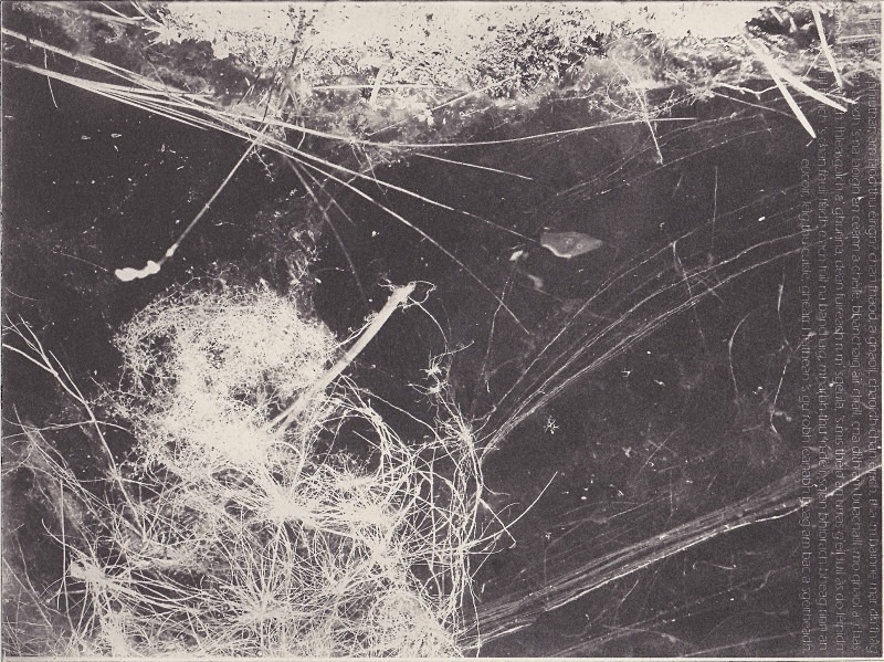 ‘Tha’m bainne mar dh’fhàg thu 'n-dè e’ - photopolymer etchings