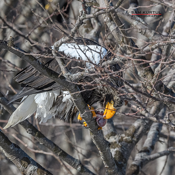 DSC4016 - Japan_2018