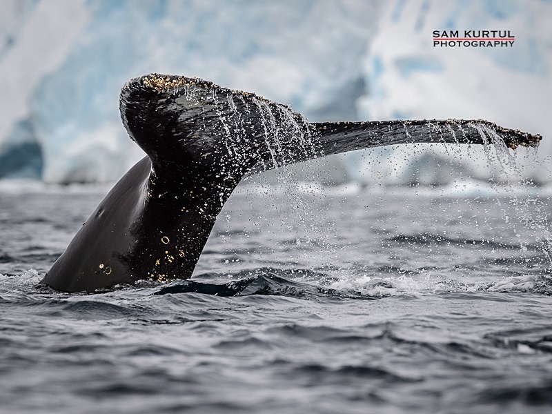 _DSC2568 - Antartica