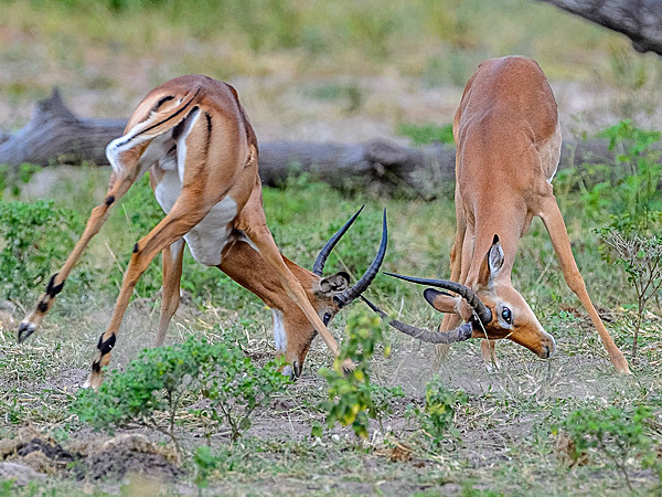 _DSC3790 - Chobe Botswana