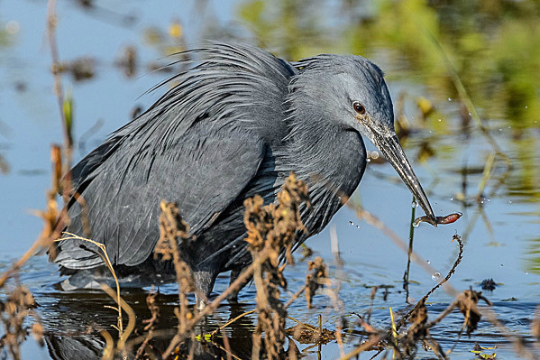 _DSC0163 - Chobe Botswana