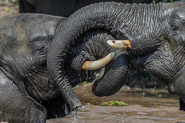 _DSC0524 - Chobe Botswana
