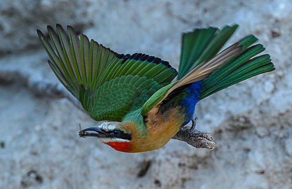 _DSC3250 - Chobe Botswana