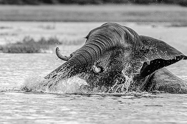 _DSC3652 - Chobe Botswana