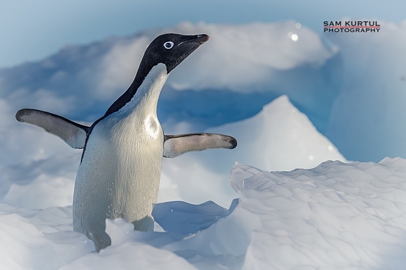 _DSC5815 - Antartica