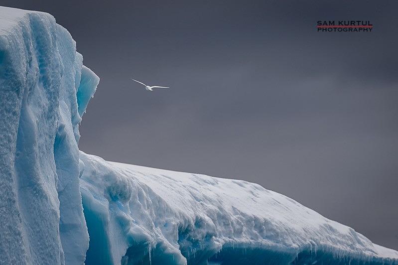 _DSC2250 - Antartica