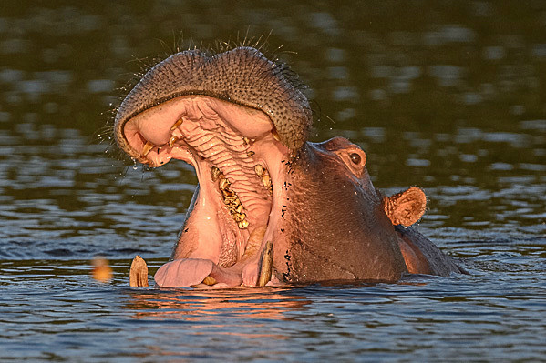 _DSC1187 - Chobe Botswana