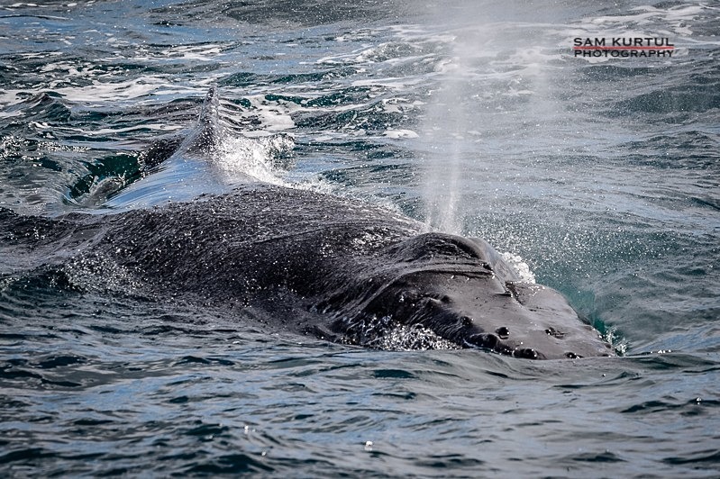 _DSC3095 - Antartica