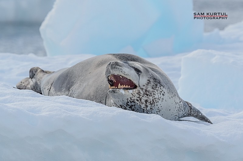 _DSC8093 - Antartica