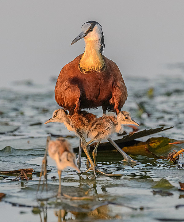 _DSC9300 - Chobe Botswana