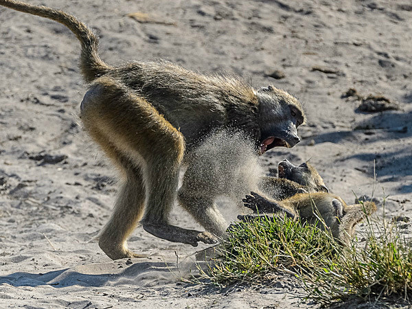 _DSC0693 - Chobe Botswana