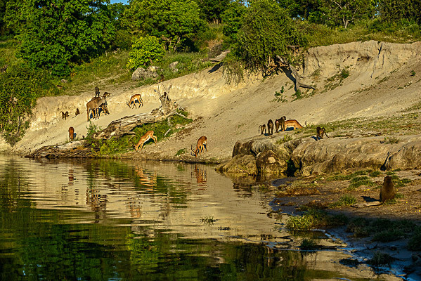 _DSC1672-2 - Chobe Botswana