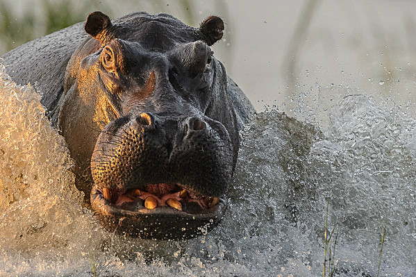 _DSC9027 - Chobe Botswana