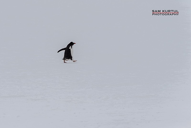_DSC1743 - Antartica
