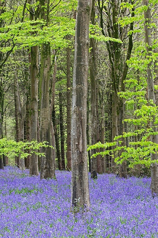 Delcombe Woods 1 - Beautiful Dorset.