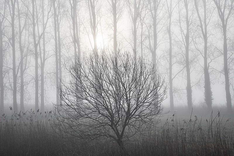 Wareham in fog - Beautiful Dorset.