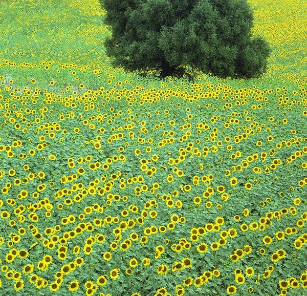 Tree and sunflowers 2. - European Landscape