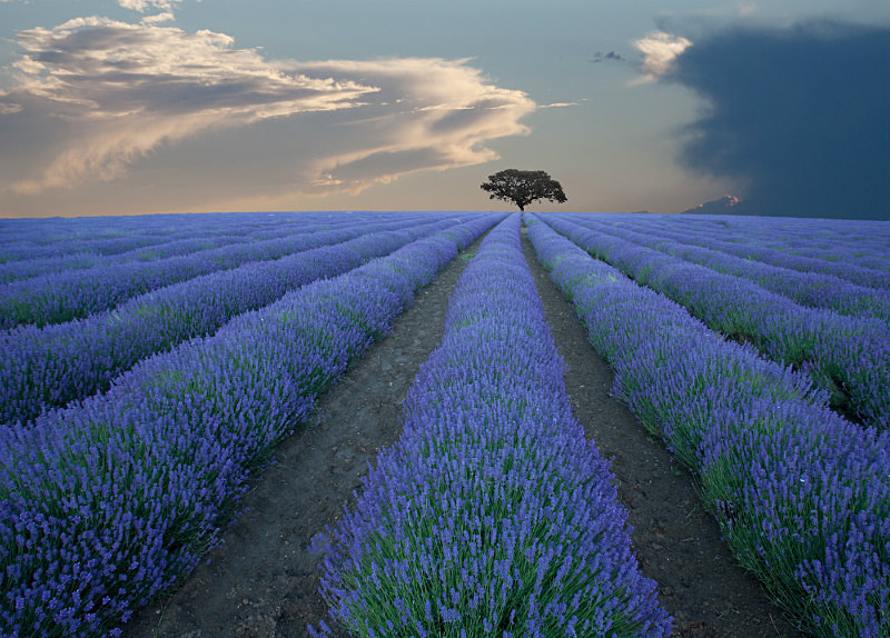 Tree  Provence - European Landscape