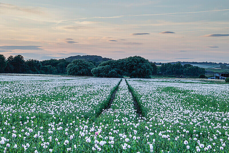 Opium poppies by the  A35 - Workshops in The Purbecks