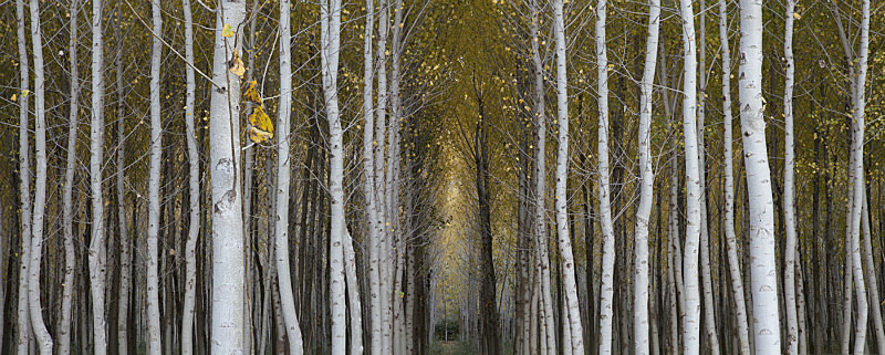  - Panoramic Landscape