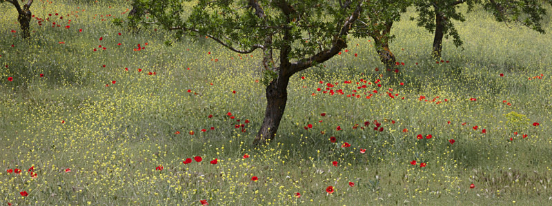  - Panoramic Landscape