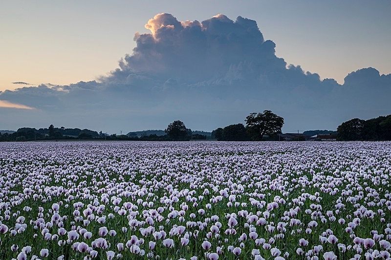 Opium Poppies Drax Estate 2 - Beautiful Dorset.