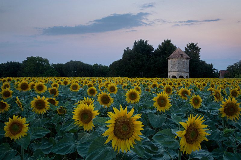 Sunflowers and pigeonnier. - European Landscape