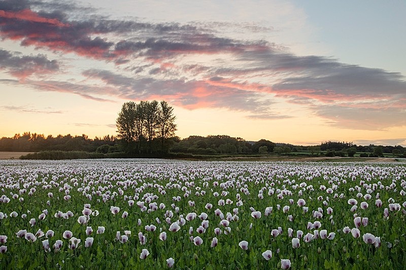 Opium Poppies Morden jpg - Beautiful Dorset.