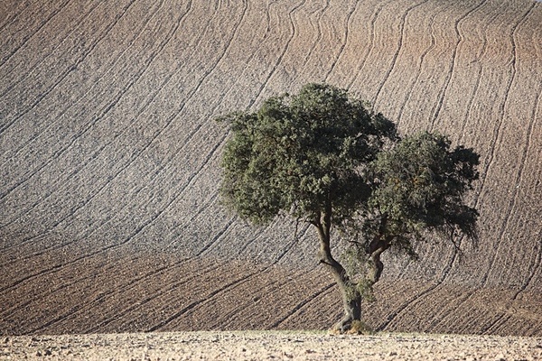 Tree and ploughed field, Cordoba. - European Landscape