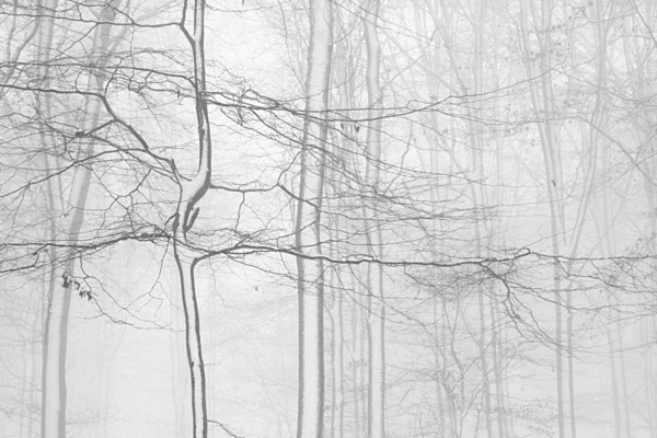 Trees in snow 2. - Monochrome Landscape Europe